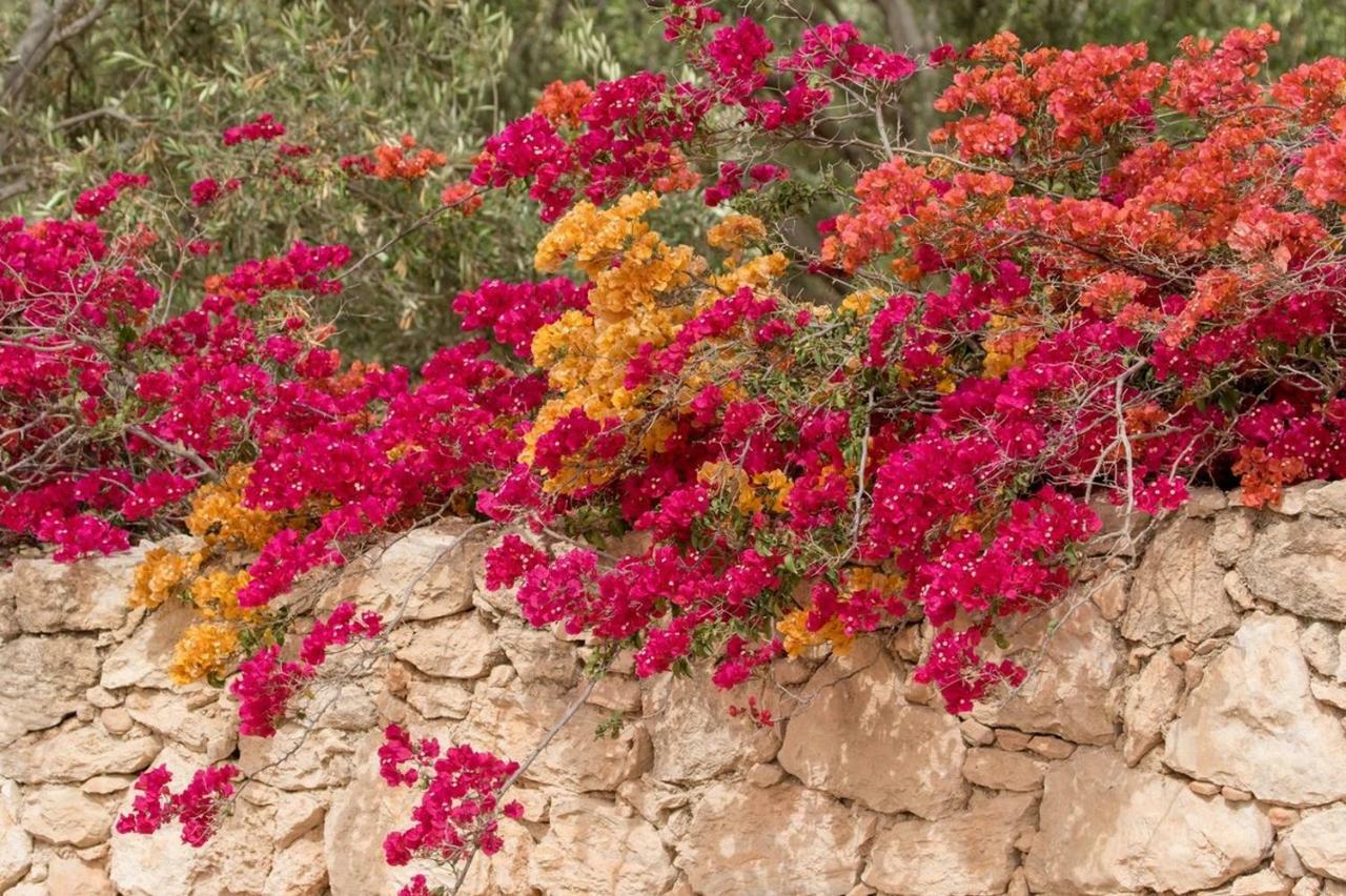 Riad Douar Des Oliviers El Arba Dış mekan fotoğraf